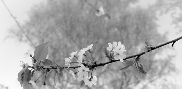 Comme un petit air de printemps